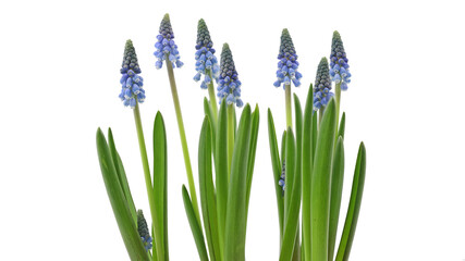 young blue muscari armeniacum flowers in a line on white background - obrazy, fototapety, plakaty