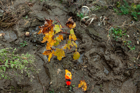 Sapling in mud