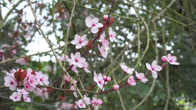 Lovely beautiful pink cherry plum flowers close up on a blooming spring tree. Prunus cerasifera