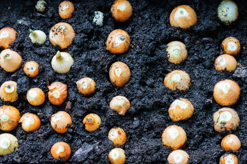 Onions seedlings bulbs planted  in the container and growing inside by the house window with sunlight on windowsill, vitamins on the windowsill concept. Narrow DOF, closeup