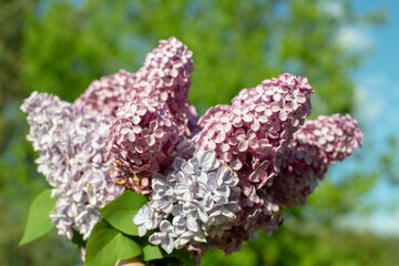 Purple Lilacs in the sunlight against the trees 