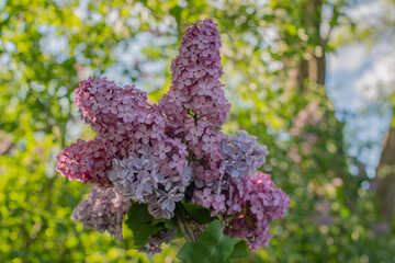Purple Lilacs in the sunlight against the trees 