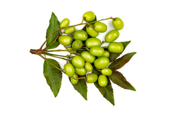 Fresh Neem fruit on neem leaf isolated on white background, Top view.