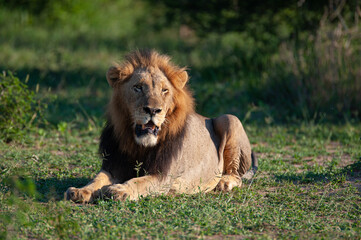 A Mature male Lion seen on a safari in South Africa