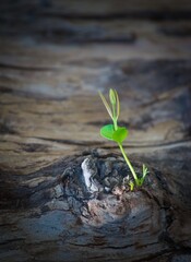 Small green offshoot growing from an old fallen tree.