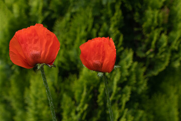 Two blooming red poppies on a green background 