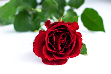 Beautiful red rose on a white background with space for text 