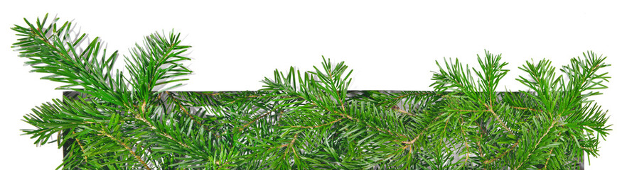Fototapeta premium Christmas Fir Branches through white Paper isolated on white Background