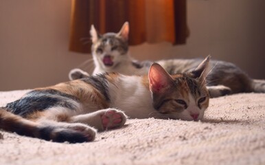 Two tabby, mixed breed cats relaxing on a bed.