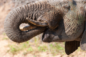 An African Elephant having a drink and a mud bath on a safari in South Africa