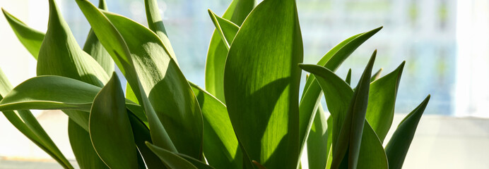 Forcing tulips on the windowsill. Juicy tulip leaves close-up. Selective focus.