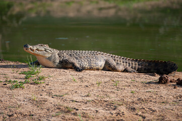 A Nile Crocodile seen on a river bank on a safari in South Africa