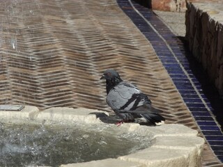 pigeon on a fountain