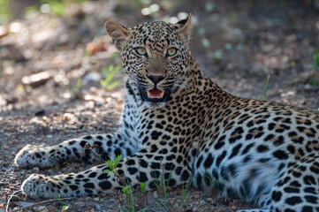 A beautiful young female Leopard seen on a safari in South Africa