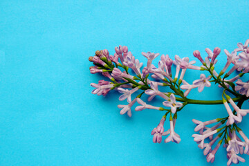 Lilac. A branch of lilac on a blue background. Lilac blooming view from above. Spring, Plants and botany have come. Flatly. Copy space for text. Lilac is located on the right