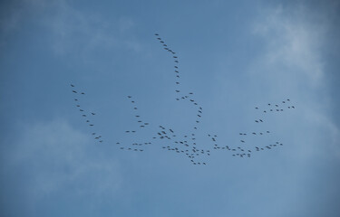 Migratory birds fly in formation to their winter quarters in the warm