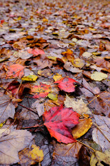 Red and various colorful leaves laying on a roadway in a forest