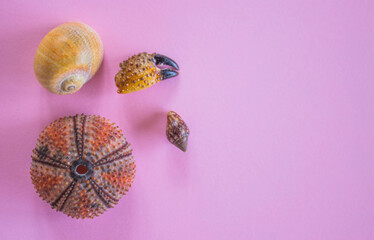 flat lay of shells and sea urchin on pink background with space for text. Concept of summer holidays, vacation. Picture for travel blog.  Free copy space.