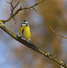 Eurasian blue tit (Parus caeruleus) bird on a twig. (in Polish: Modraszka zwyczajna)