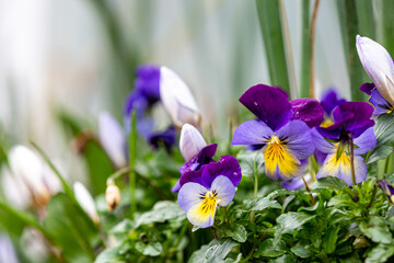 Colourful Pansies in Winter