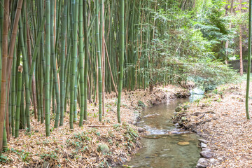 Bamboo botanical garden. Concept for zen, environment and green life.