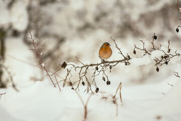 Chaffinch Fringilla coelebs in the winter forest sitting on a bush