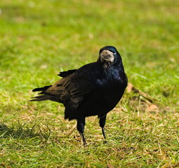 The rook (Corvus frugilegus). in the park (in Polish: Gawron)