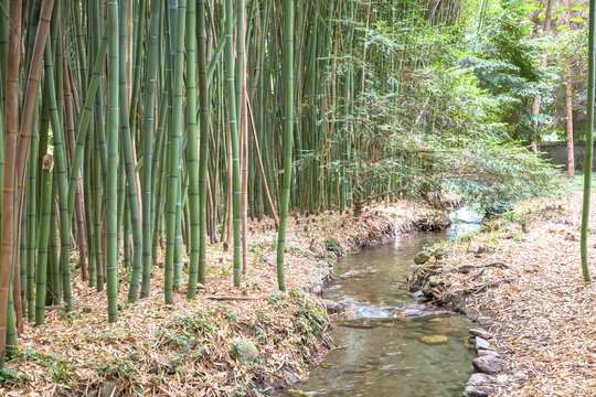 Bamboo Botanical Garden. Concept For Zen, Environment And Green Life.