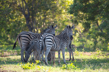 A small herd of Zebra seen on a safari in South Africa
