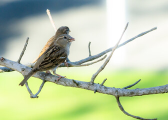 House Sparrows on tree branch