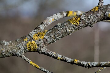 Yellow moss and fungus parasite on a tree branch. - obrazy, fototapety, plakaty