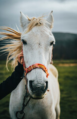 portrait of a white horse in nature