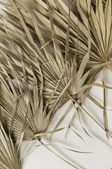 Obraz premium Closeup of dry tropical palm leaf isolated. Pattern background. Minimal floral texture composition.
