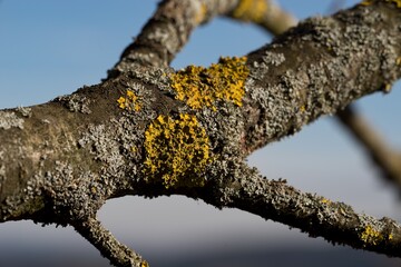 Yellow moss and fungus parasite on a tree branch.