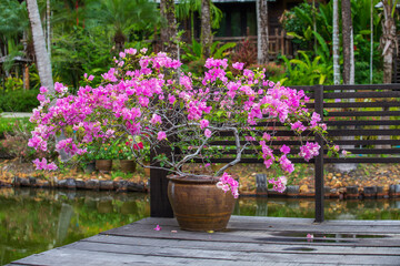Fototapeta na wymiar Branches of a blooming pink flower tree in a clay vase standing on a wooden terrace in tropical garden near pond, Thailand