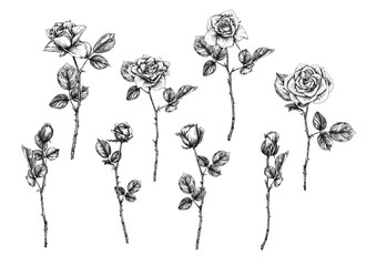 Roses flowers Clip art, set of elements for design Outline hand drawing vector illustration. Graphic drawing, engraving style. Vector illustration. Isolated on white background..