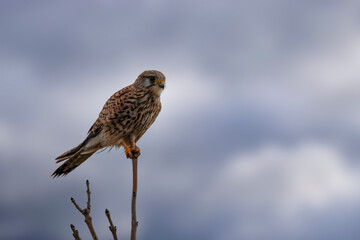 Faucon cr&eacute;cerelle femelle 