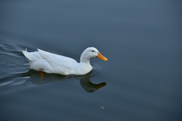 White Duck swimming in a water park