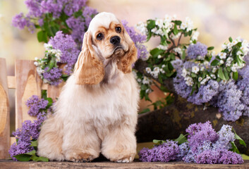 American cocker spaniel on the background of a garden with blooming lilacs