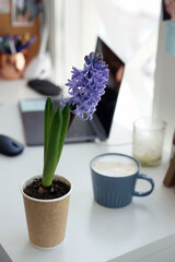 Hyacinth and a cup of coffee on the desk
