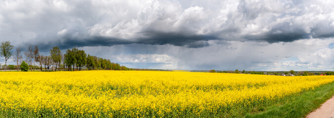 Panoramic view flowering rapeseed field. Beautiful landscape with a bright colorful yellow rape field against the background of a textured stormy sky.