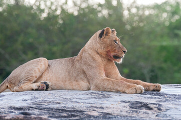 A young female Lion seen on a rock shelf on a safari in South Africa