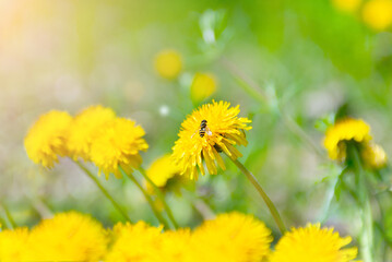Spring background with yellow flowers dandelion and little bee in light tones with soft focus.