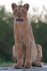 A young female Lion seen on a rock shelf on a safari in South Africa