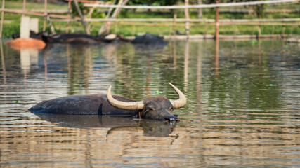 Thai water buffalo showering on water pond