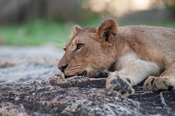 Naklejka na ściany i meble A young female Lion seen on a rock shelf on a safari in South Africa