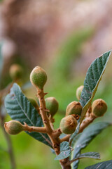 Freshly sprouted loquats on the tree. Several ripe loquats have just sprouted on a loquat tree.