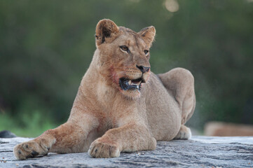 A young female Lion seen on a rock shelf on a safari in South Africa