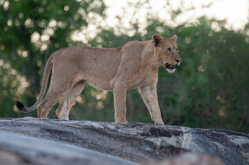 A young female Lion seen on a rock shelf on a safari in South Africa