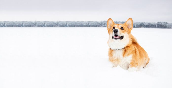 Happy dog welsh corgi pembroke on snow in winter landscape. Playful corgi dog in snowy winter nature. Fun puppy in winter season. Banner with copy space